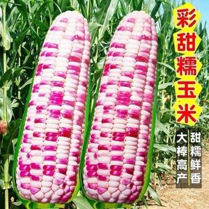 彩甜糯玉米种子春秋播种超大棒鲜食甜糯玉米非转基因水果蔬菜种孑
