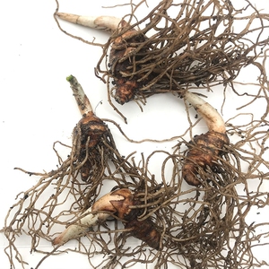 【高产重楼苗】虫楼苗独角莲种子籽多芽七叶一枝花云南滇重楼种苗