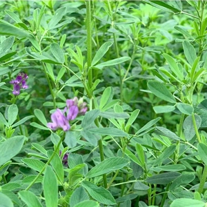 【紫花七草】紫花七草品牌,价格 阿里巴巴