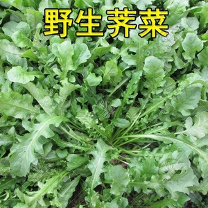 大叶野生荠菜种子蒲公英苗地菜荠菜籽曲麻菜苦菜四季播冬季野菜苗