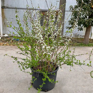 22喷雪花盆栽花卉 线叶绣线菊 雪柳 庭院阳台灌木雪d柳花苗 易活