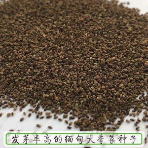 蔬菜种苗大芫荽种子缅甸香菜芫荽刺芹籽大香菜种籽云南刺芫荽种孑