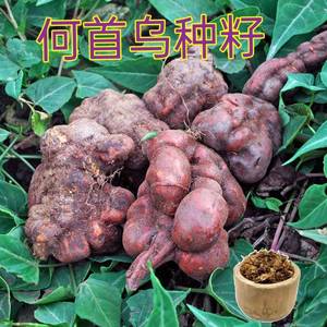 何首乌种子黑红何首东北三宝人参种子药材种籽庭院阳台盆栽四季播
