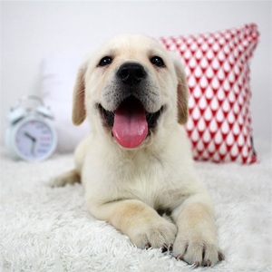 大型犬幼犬纯种