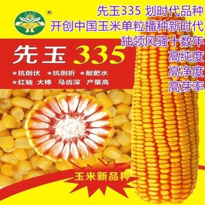 满金335玉米品种图片