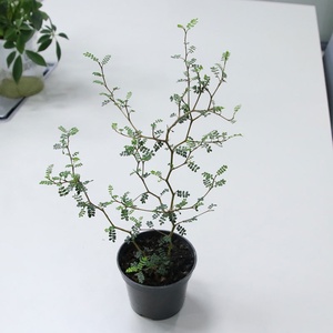 新品腾飞园艺只售精品新西兰刺槐网红童话树盆栽小孩子苦参槐树绿