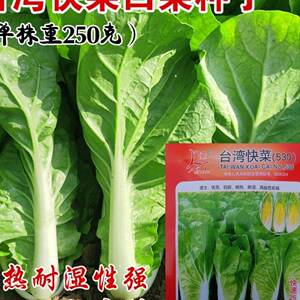 台湾快菜种子四季小白菜种籽奶油小白菜籽大田高产抗病四季播快菜