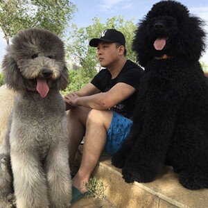 纯种巨型贵宾犬巨贵犬幼犬巨型泰迪白香槟色红棕色灰花黑色宠物狗