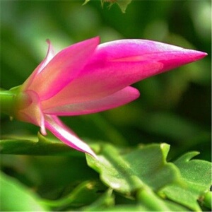 新款网红火热畅销螃蟹抓花盆栽蟹爪兰盆栽室内绿植q盆栽八爪蟹兰