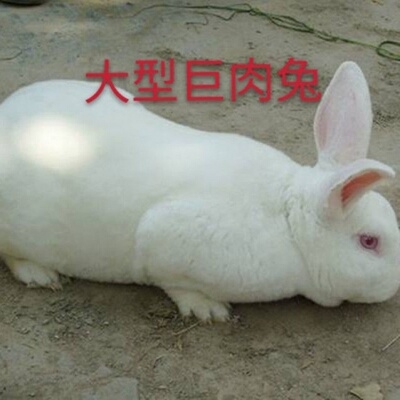 肉兔子苗比利时