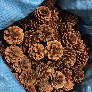 松果摆件手工diy材料工艺品干果装饰松塔干花树枝松树.塔道具制作