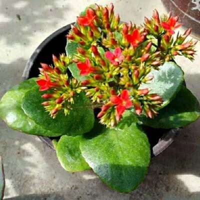 凤尾长寿花花苗