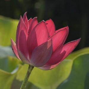 中国红北京大型碗莲种藕荷花盆栽莲花水培观赏植物【建国碗莲苑】