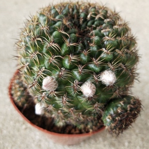 大豪丸锦仙人球多肉植物开花仙人球r稀有品种仙人球