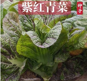 紫红青菜种子红筋青菜四川芥菜种孑宽帮青菜腌制泡酸菜秋季蔬菜籽