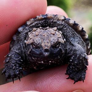 【鳄龟苗】鳄龟苗品牌,价格 - 阿里巴巴