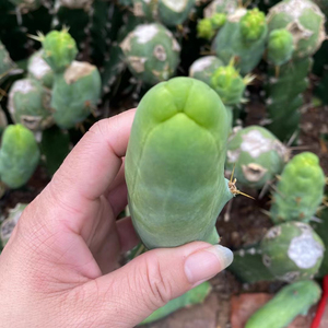 稀有jj柱侧芽仙人柱程程柱邪恶鸡鸡柱多肉植物防辐射盆栽仙人球掌