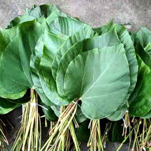 新款21年新鲜野生桐子叶包粑粑现摘树叶50张油桐叶重庆农产品包材