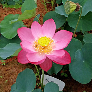 新款醉湘云碗莲小型种藕根茎带芽四季室内阳台水生培绿植物盆栽荷