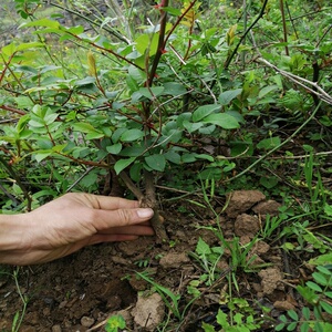 22q22三棵包邮贵州无籽刺梨s三年苗 金刺梨苗现挖保湿发货 耐寒a.