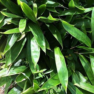 包粽子的树叶大叶粽叶苗竹叶苗野生粽叶苗箬叶苗种庭院长青植物