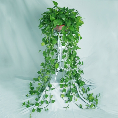 新款大盆长藤绿萝长款绿植盆栽室内吸除甲醛大型植物吊兰水培爬墙