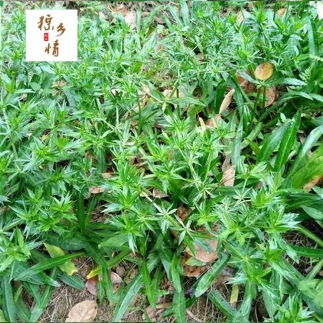 野生香菜苗 刺芫荽苗 泰国大香菜苗益肝草假芫茜鹅芥菜香草种苗