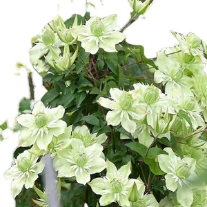 新品桃姐铁线莲新品昼天使水面妖精薄荷翠鸟九e重庭院阳台地载.