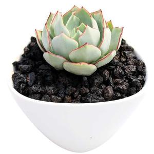 000人付款淘宝剑斯诺娃原始剑司诺娃多肉植物组合桌面盆栽稀有多肉