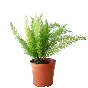 狐尾天门冬小盆栽苗室内观赏绿植好养易活阳台观叶植物四季常绿草