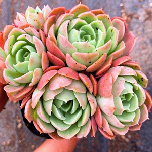 桩盆栽玫瑰肉肉办公室多盆栽老花卉群生植物防辐射多头肉精品沙漠