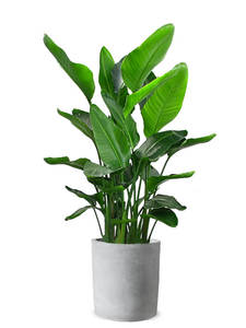 北京天堂鸟室内大型盆栽绿植龟背竹植物鹤l望兰客厅大办公大叶北