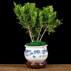 米兰花盆栽室外阳台喜阳植物四季青开花不断芳香四溢净化空气花卉