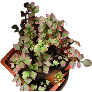 耐阴彩叶水芹观叶绿植花园植物搭配生长快速水生多年生宿根耐寒