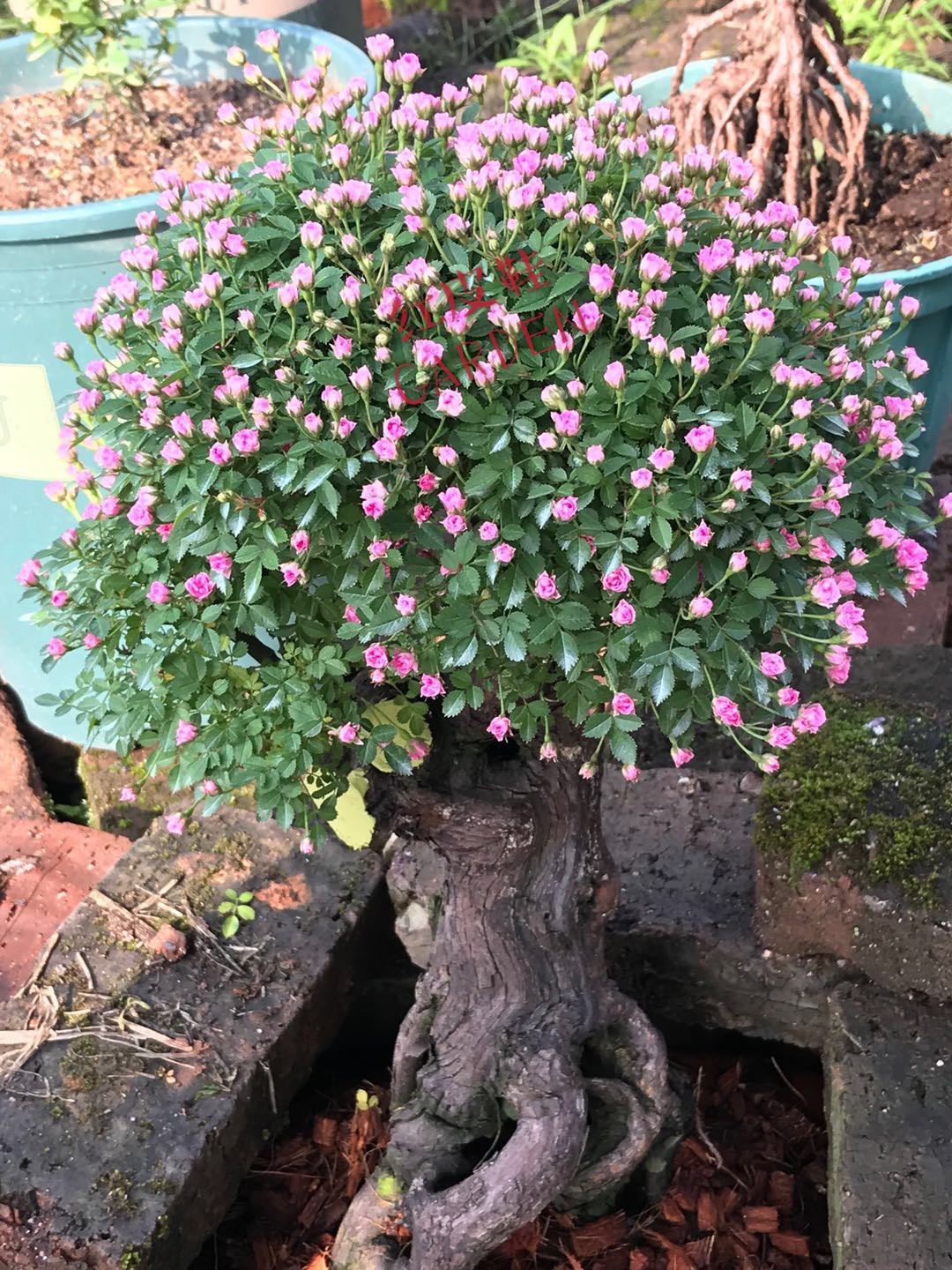 金平糖月季花超级微月最小月季花可提根盆景素材花苗