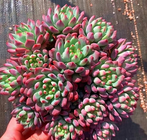 蓝苹果老桩进口