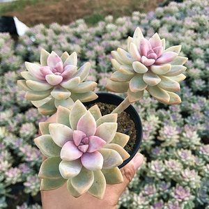 22高茶老桩 淡雪 幽灵公主 多肉植物肉肉植物v萌肉肉组合花卉 陌