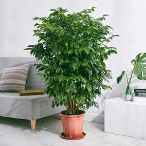 22绿宝盆栽n幸福树盆景室内观赏客厅办公室除甲醛大型绿植物花卉