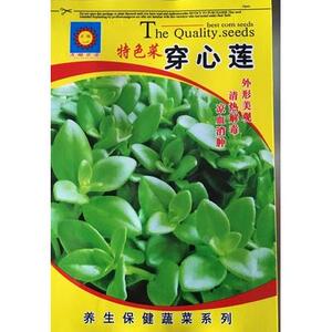 紫背种子穿心莲种菜菜籽灰灰菜盆栽养心菜田七三七食用植物苗