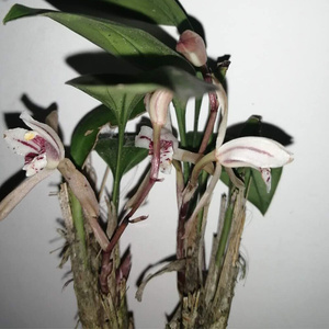 2222云南兰花x兔y儿兰兔耳兰办公桌阳台草本花卉绿植夏季易开花a.