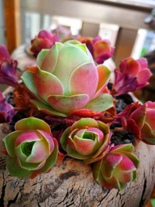 小红帽血樱盖瑞米尔稀有山地玫瑰多肉植物盆栽组s合绿植花卉好养