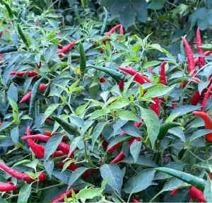 新鲜红米辣云南特产小辣椒小米椒特级超辣现摘泰椒特辣朝天椒小米