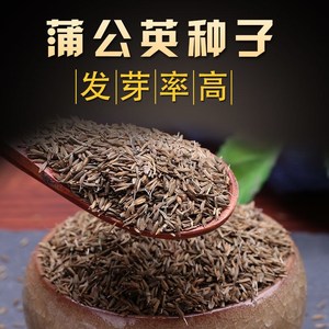 蒲公英籽种子新采野菜婆婆丁种植药用种子四季播种野菜种子