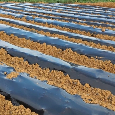 农用地膜黑色覆盖膜透气菜棚种菜大棚有孔农用膜农业x农膜育苗种