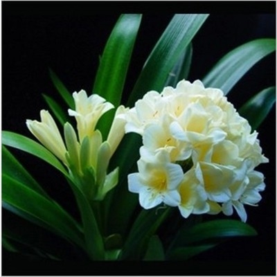 黄花花苗盆栽花苗苗花君子兰花卉兰君子兰盆栽绿盆栽君子兰