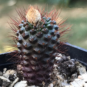 蜈蚣丸实生仙人球趣味士童属小型仙人掌多肉植物办公室防辐射盆栽