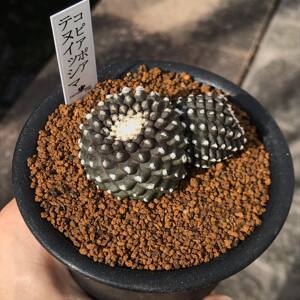 墨碟仙人球稀有品种开花鱼鳞玉精品美观趣味多肉植物冷门桌面盆栽