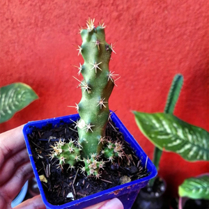 美花角仙人掌实生开大红花仙人球多肉植物办公室桌面防辐射小盆栽