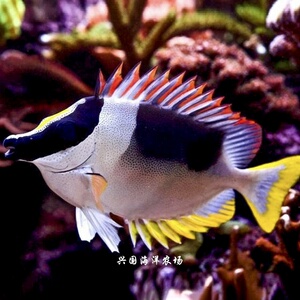 2222七彩狐l狸红鳍东印度狐狸彩色兔子素食珊瑚缸海缸除藻快递ma.