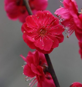 222e2复瓣跳枝梅 红梅花树苗春梅洒金梅盆景盆q栽素材花园庭院阳